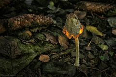 Ein Licht im Herbstwald