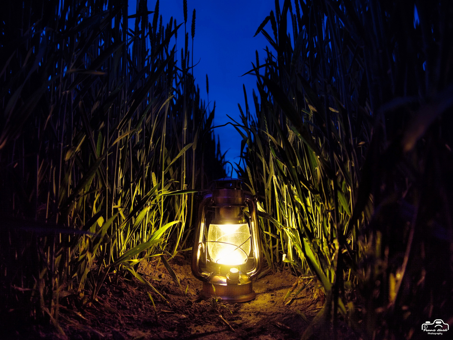 Ein Licht im Kornfeld!