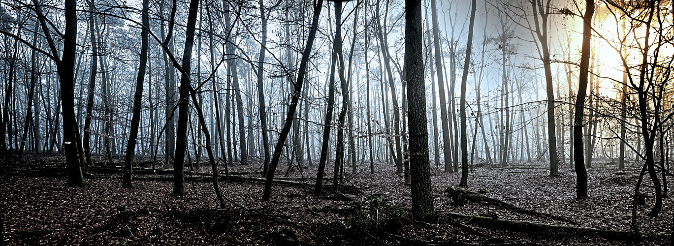 Ein Licht im Wald