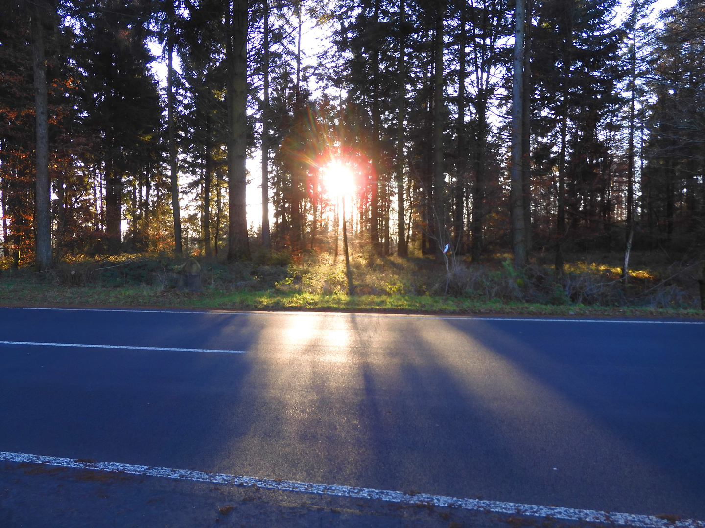 Ein Licht im Wald