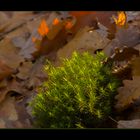 Ein Licht im Wald...