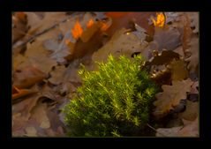 Ein Licht im Wald...