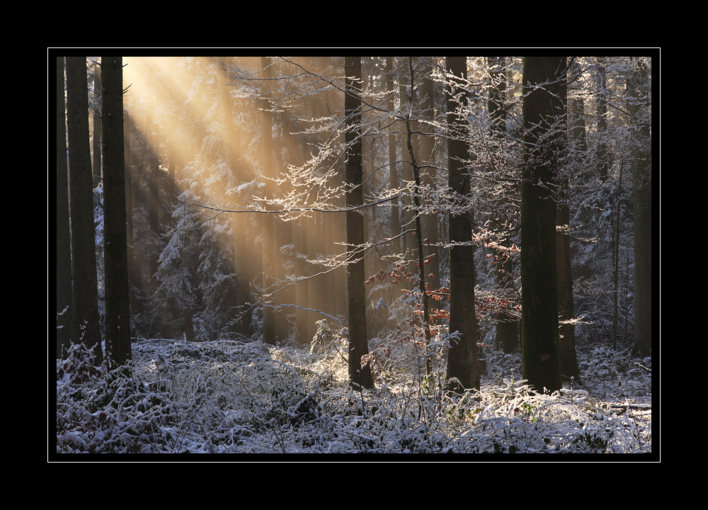 Ein Licht im Walde