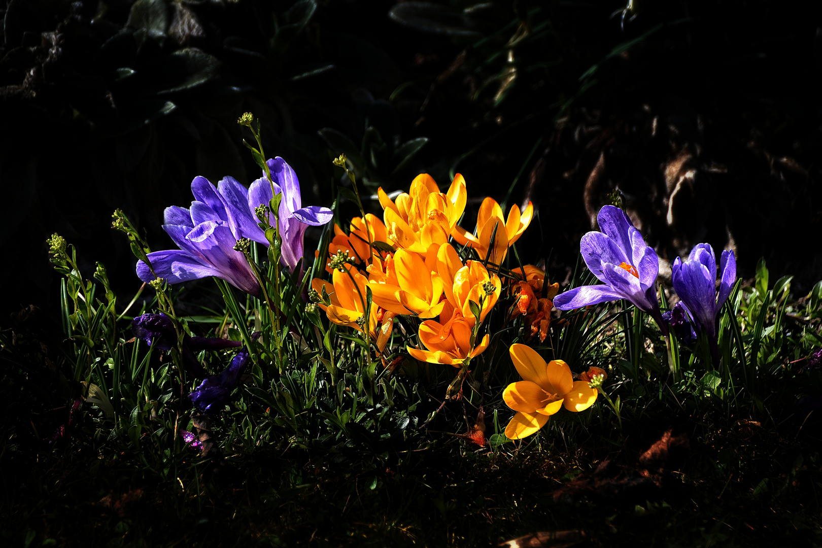 Ein Lichtblick der Freude