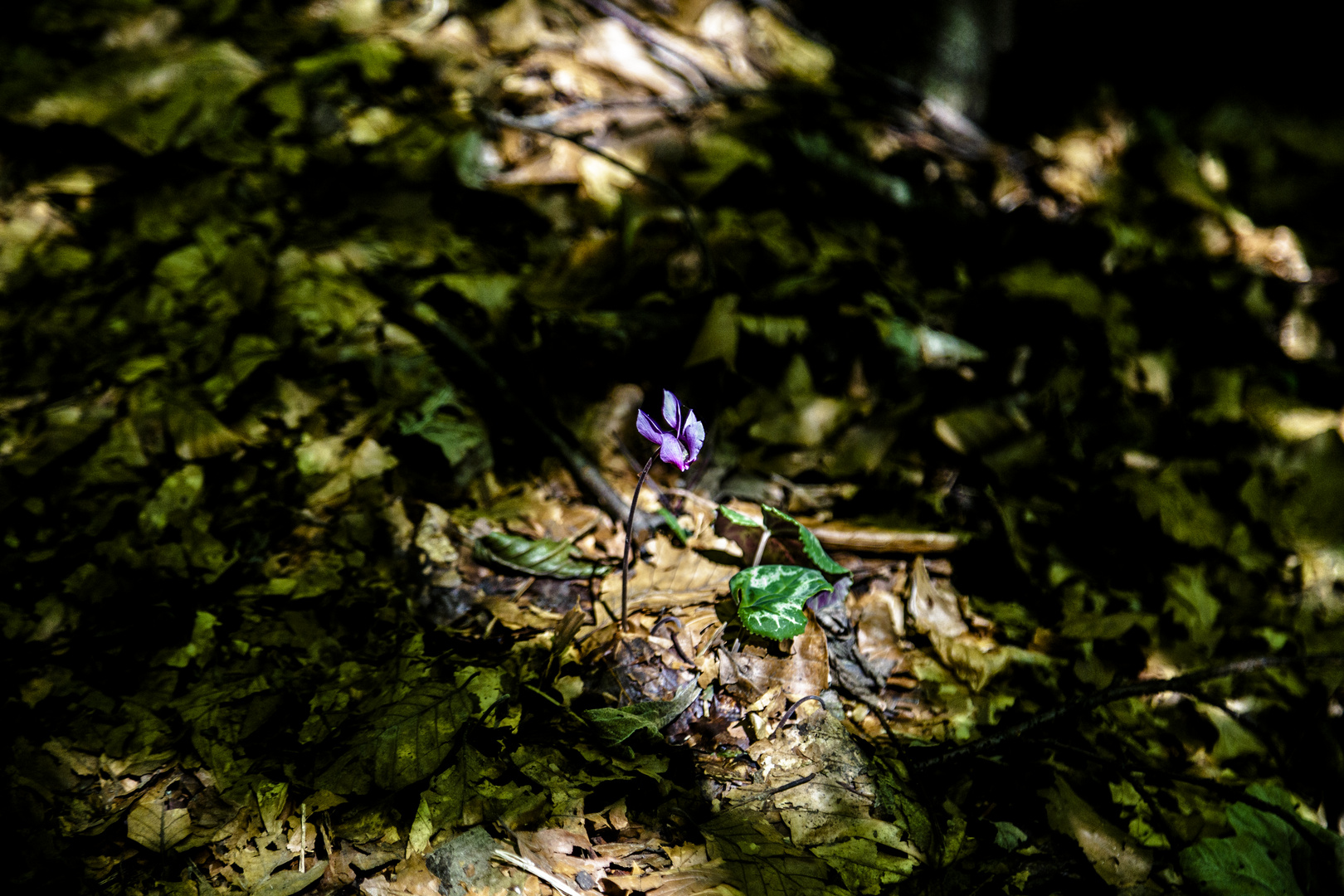 Ein Lichtblick für die Blüte