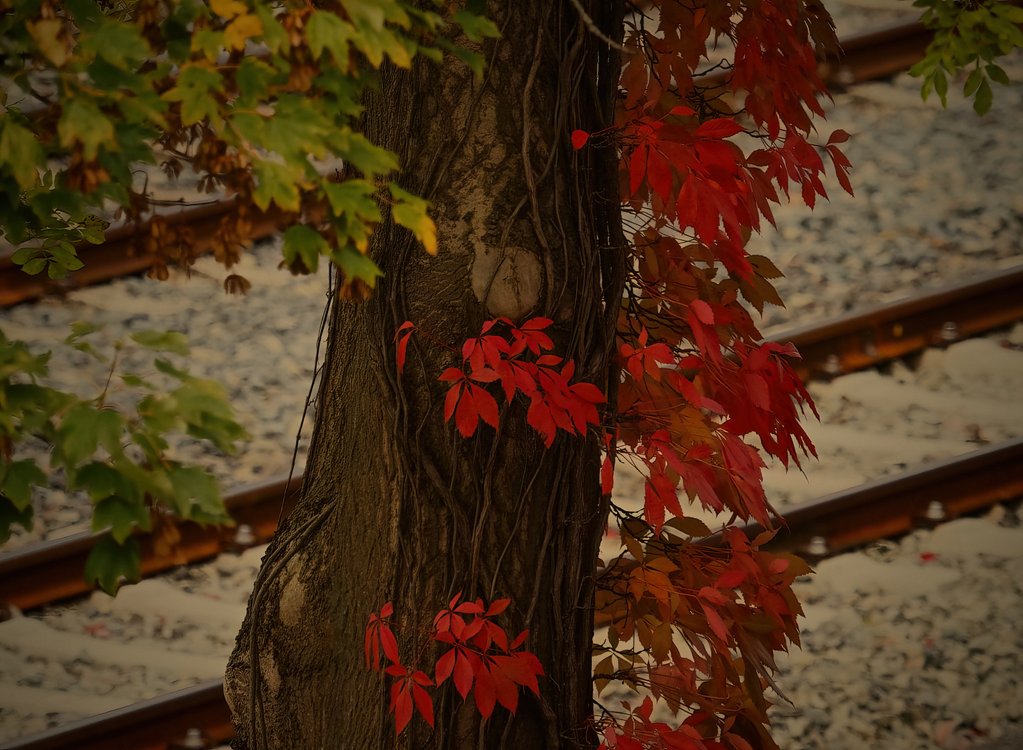 Ein Lichtblick im Herbst..