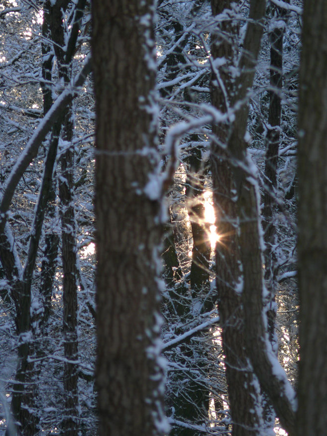 Ein Lichtblick im Wald
