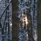 Ein Lichtblick im Wald