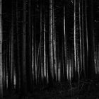 ein Lichtblick im Wald