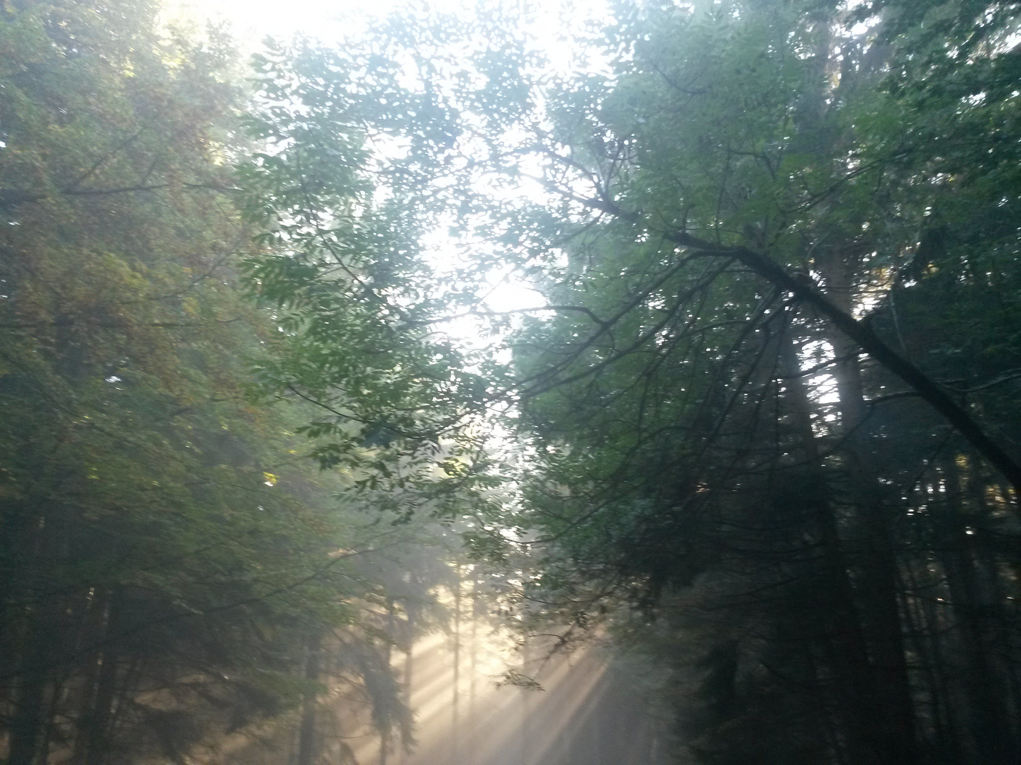 Ein Lichtblick im Wald