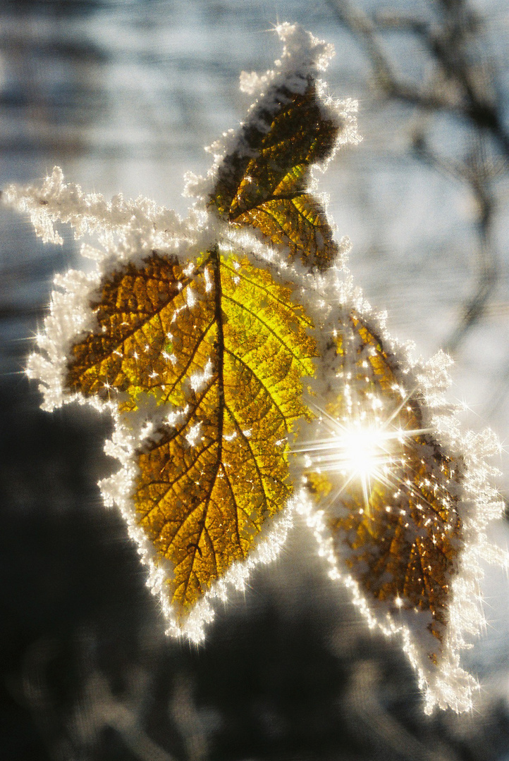 Ein Lichtblick im Winter