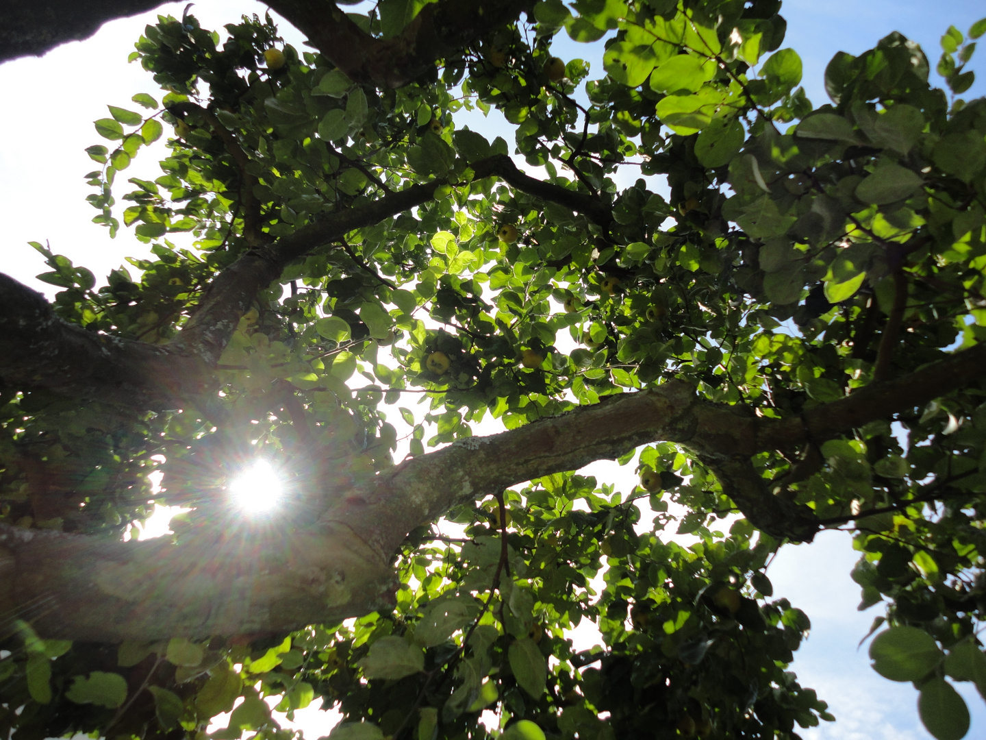 Ein Lichtblick unter´m Quittenbaum