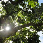 Ein Lichtblick unter´m Quittenbaum