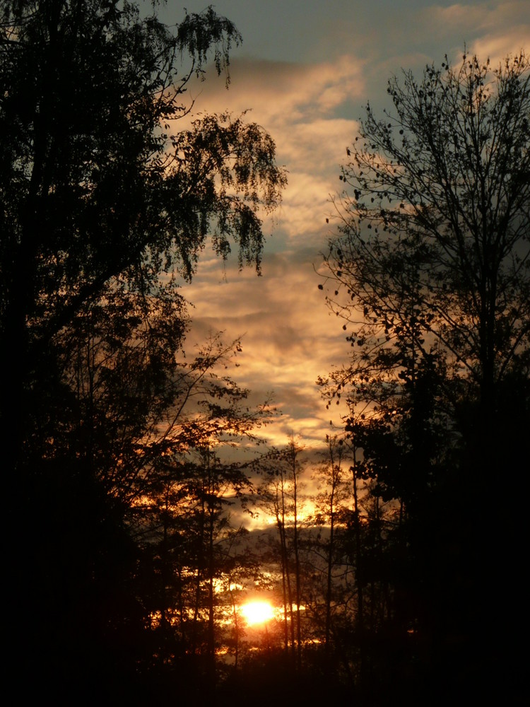 Ein Lichtblick zwischen den Bäumen!