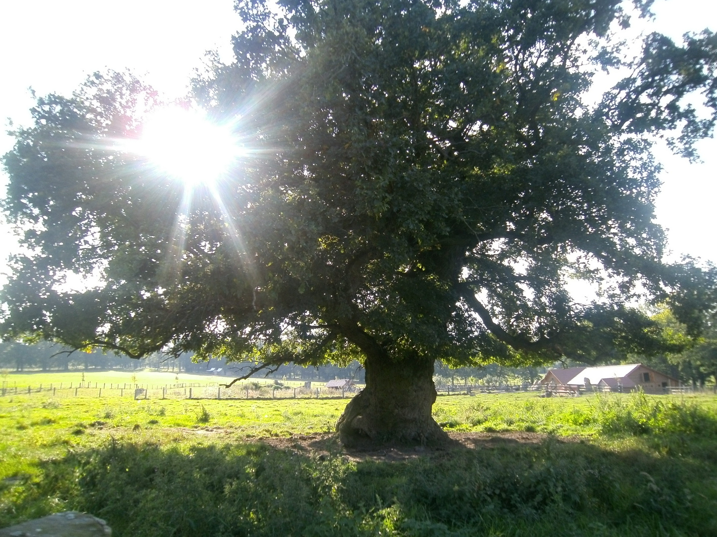 ein lichter Baum