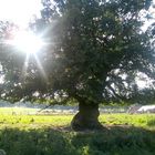 ein lichter Baum