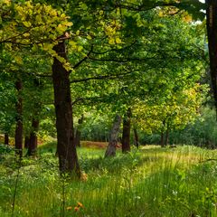 ein lichter Wald im Mai 