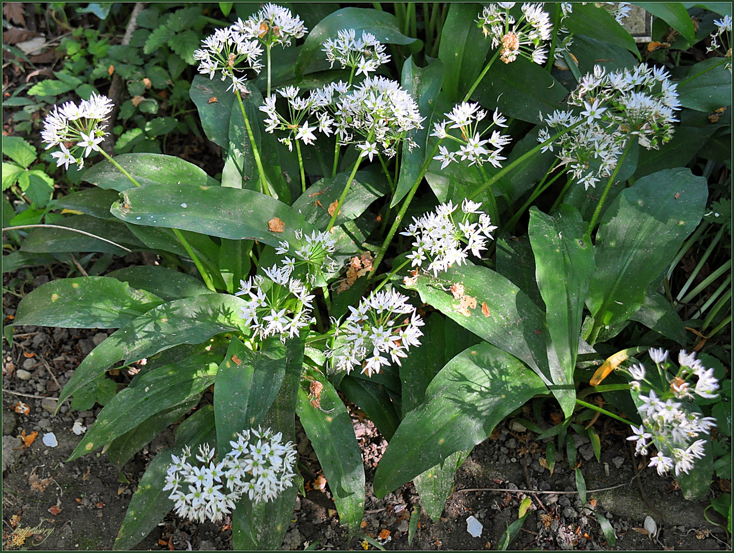 # ein lichtes Fleckchen Waldboden #