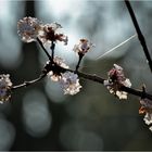 ein Lichtgruß für Euch!