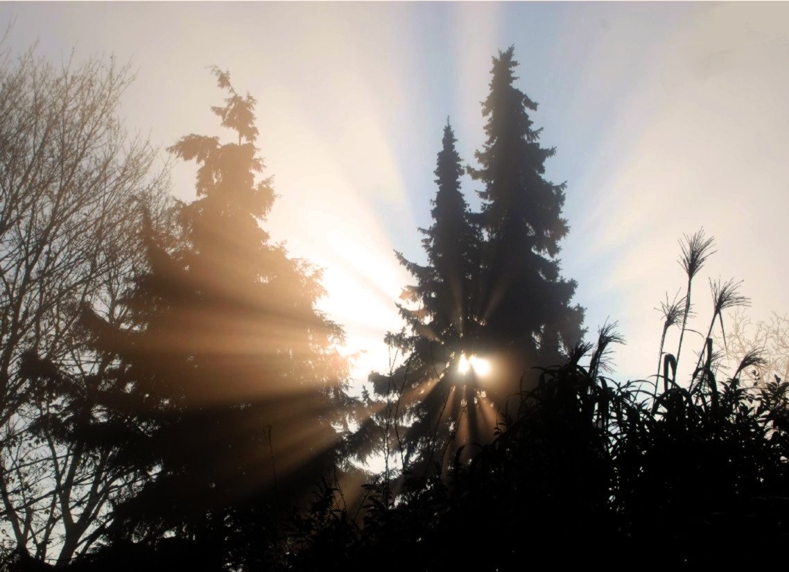 Ein Lichtmoment oder strahlende Bäume