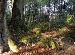 Ein Lichtstrahl im Buchenwald