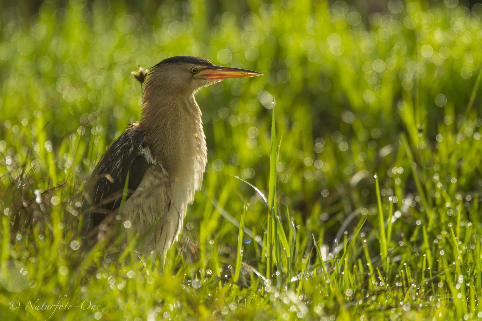 Ein Lichtwunder!                   Zwergdommel, Little Bittern, Ixobrychus minutus