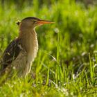 Ein Lichtwunder!                   Zwergdommel, Little Bittern, Ixobrychus minutus