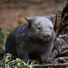 ein liebenswerter Wombat