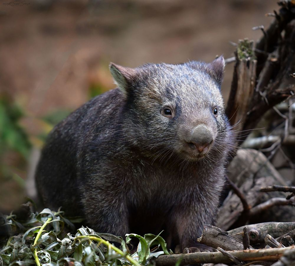 ein liebenswerter Wombat Foto Bild tiere zoo ein liebenswerter Wombat Foto Bild tiere zoo