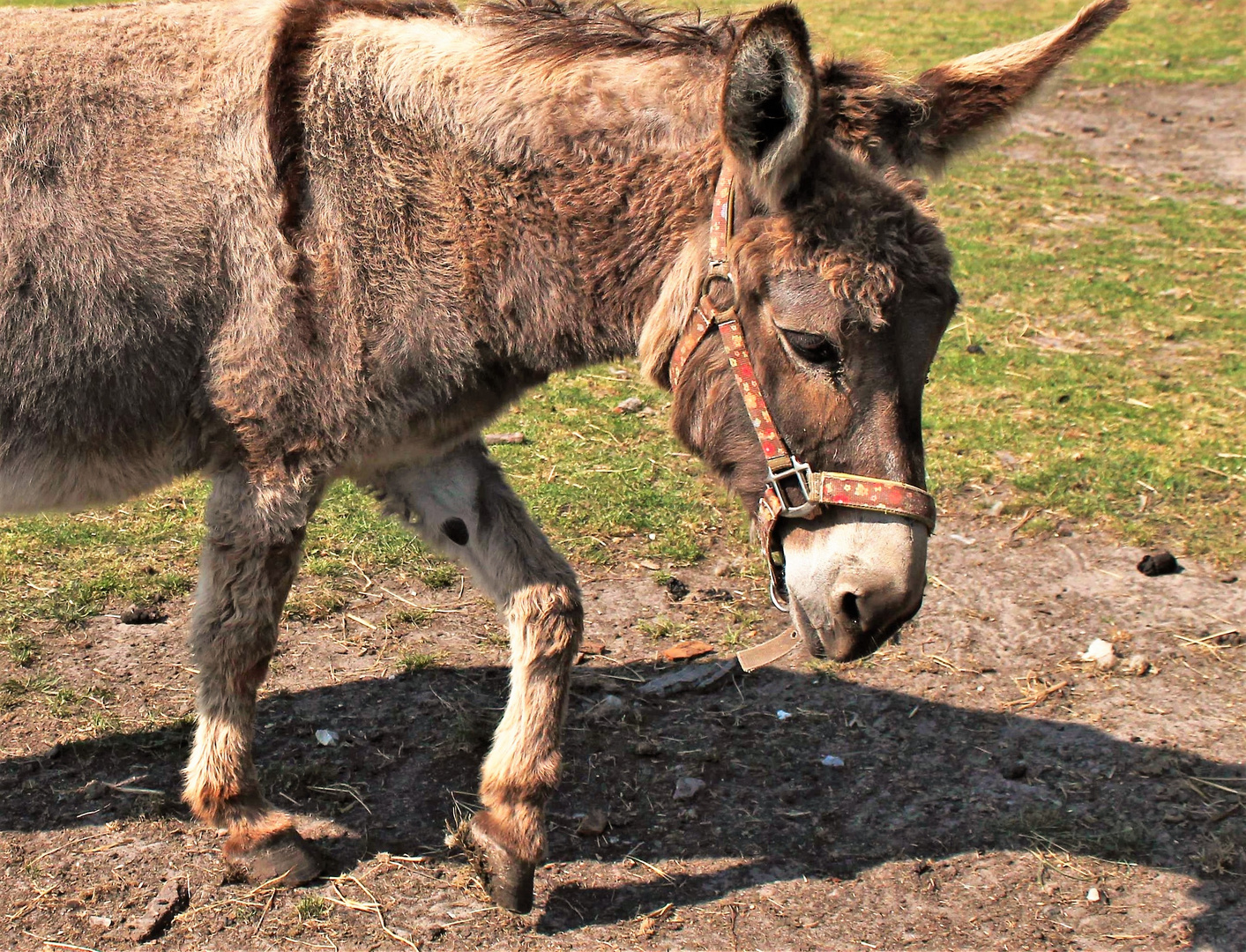 Ein lieber alter Esel