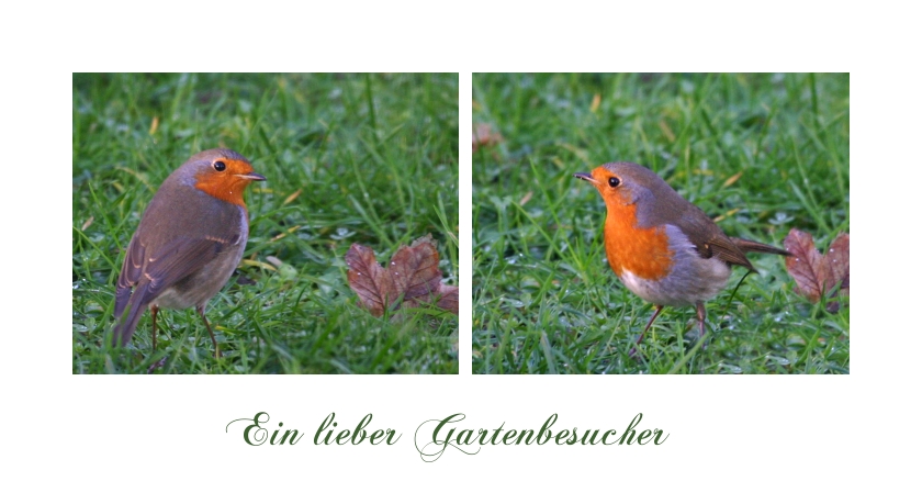 Ein lieber Gartenbesucher