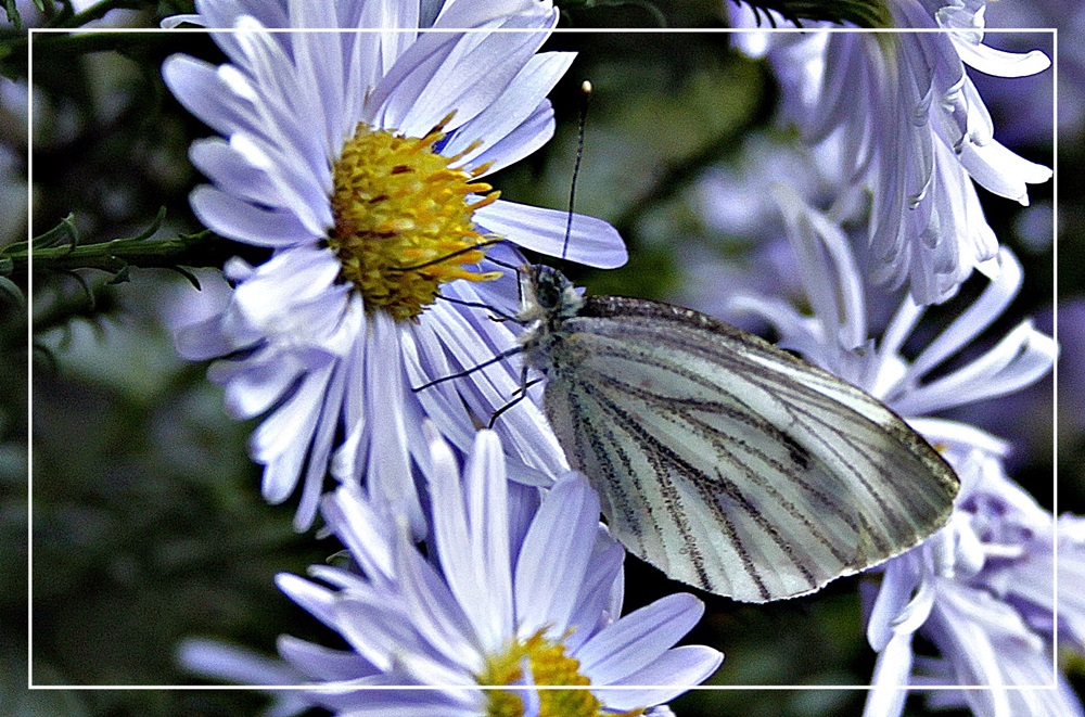 Ein lieber Gast im Garten