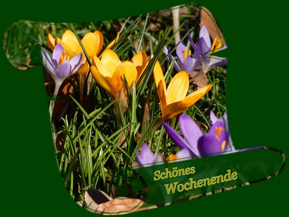 Ein lieber Gruß zum Wochenende ! Foto & Bild spezial, karten