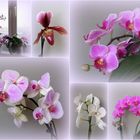 Ein lieber Orchideengruß