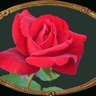Ein lieber Rosengruß