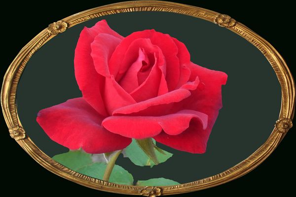 Ein lieber Rosengruß