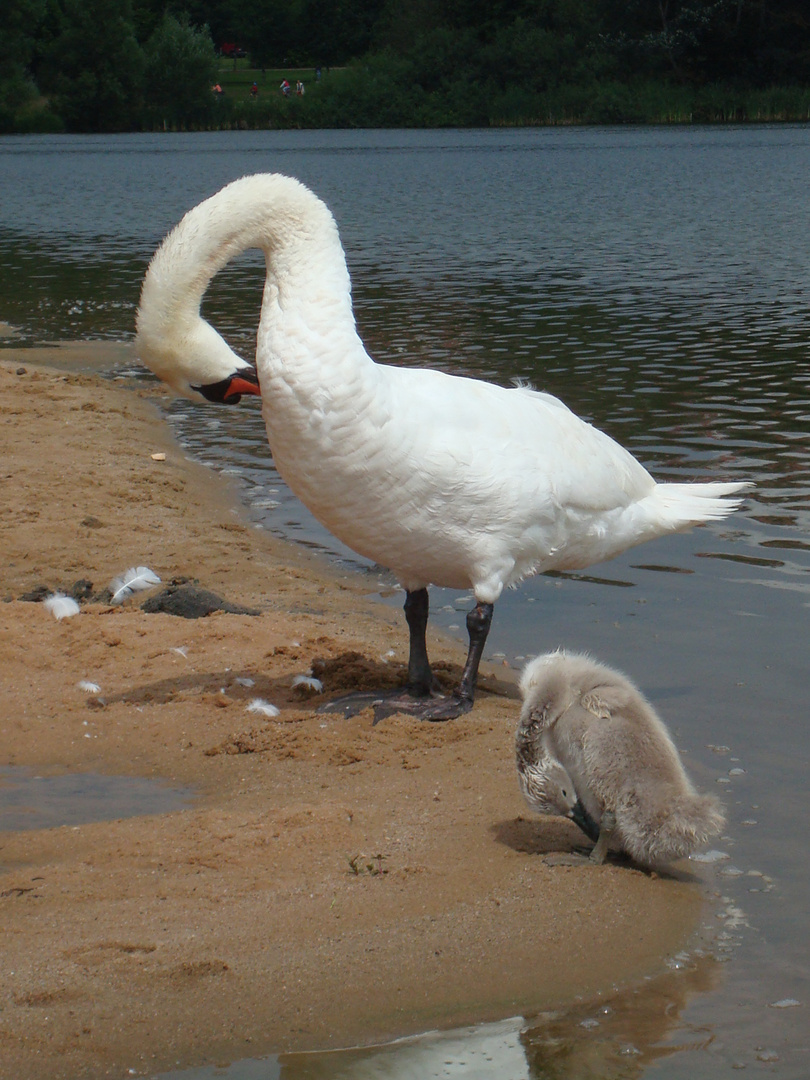 ein lieber Schwan 