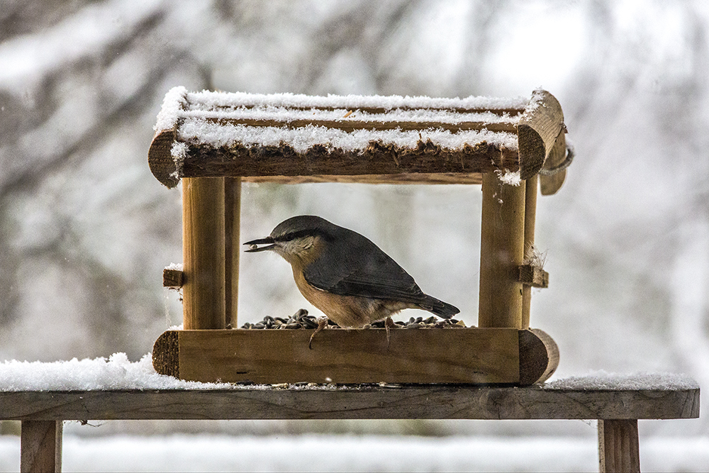 ein lieber wintergast