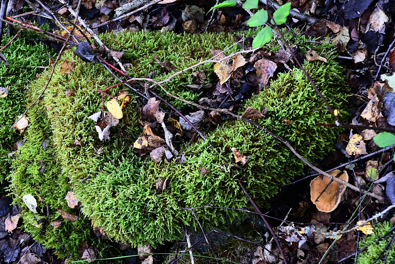 Ein Liebesgruß aus dem Wald