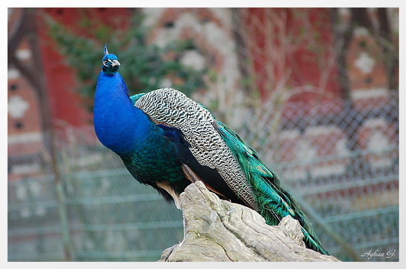 Ein liebestoller Pfau