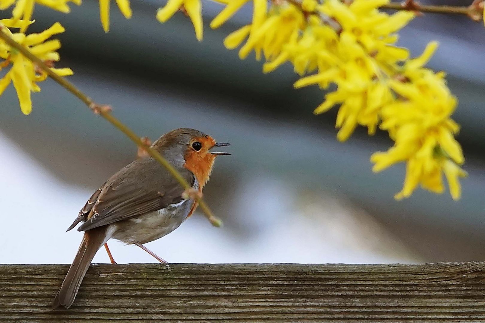 ein Lied unter der Forsythie