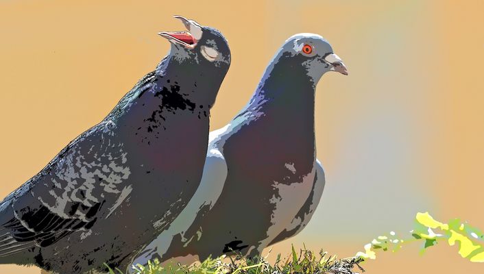 Ein Lied.. zwei.. drei.. für die liebe Rubie zum Geburtstag