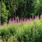 Ein Lila-Leuchten im Spätsommerwald