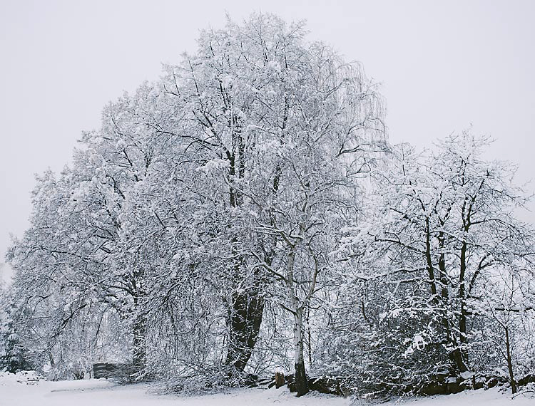 ein lindenbaum er bricht fast unter dem nassen schnee