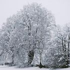 ein lindenbaum er bricht fast unter dem nassen schnee