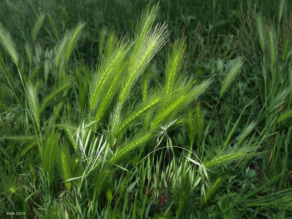 ein lindes Lüftchen