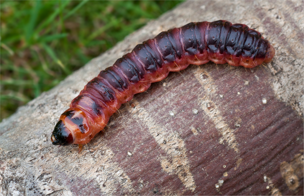 Ein Lindwurm in meinem Garten