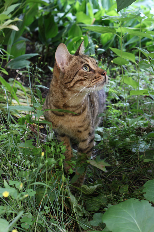 ein Linki steht im Walde