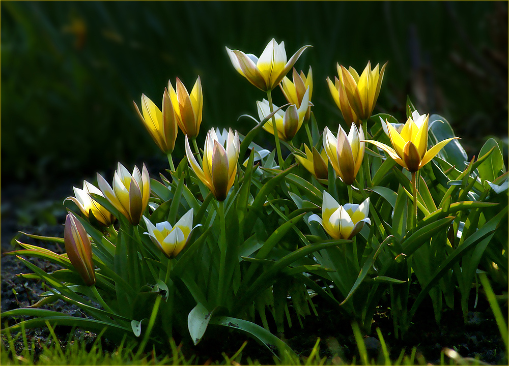 Ein Lob dem Frühling