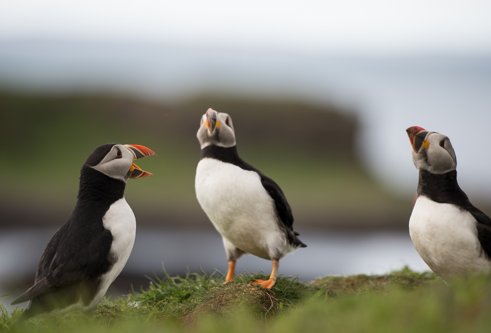 Ein Loblied auf die Lunga-Island.....